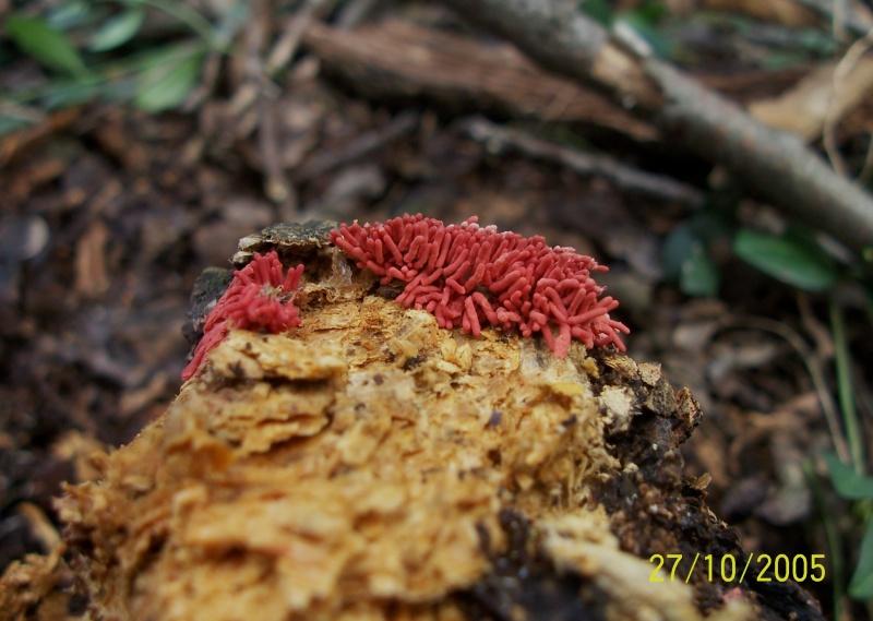Arcyria sp.